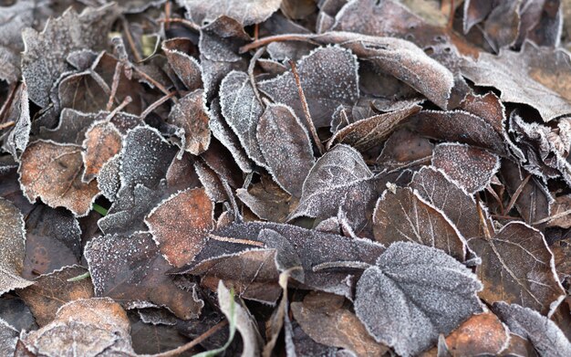 Frosty dry brown leaves, nature pattern background.