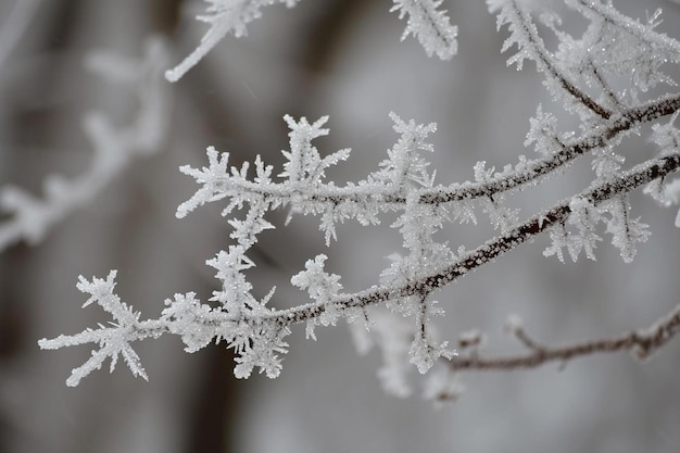 Frosty Fractals 눈보라