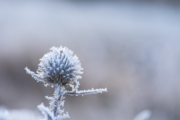 Gelo gelido con cristalli di ghiaccio sui fiori in una mattina d'inverno