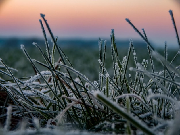 Frosty grass in the field at sunset