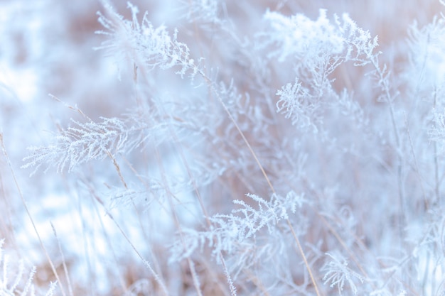 Frosty grass. Winter. 