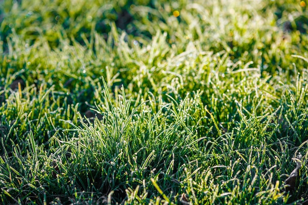 Frosty groen gras in de ochtend close-up met selectieve focus en achtergrondverlichting