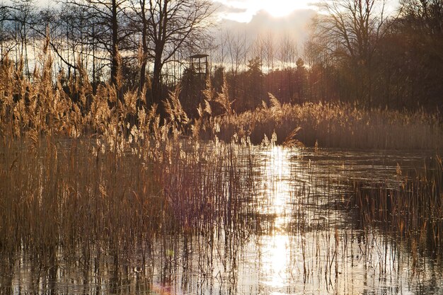 Frosty lake with coot in the icefree area Trees on the edge and reeds in lake