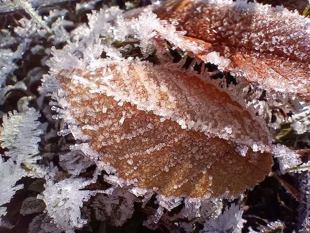 A frosty leaf with the word ice on it