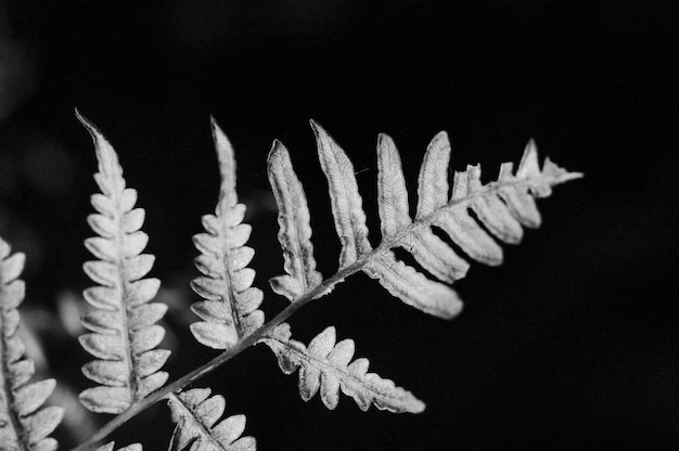 Photo frosty leaf