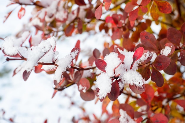 Frosty leaves covered with snow