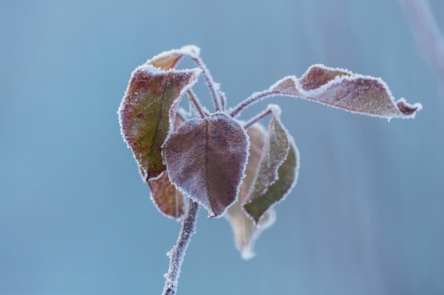 Frosty leaves in winter forest.