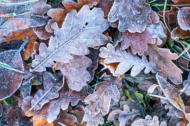 Photo frosty leaves with shiny ice frost in snowy forest park fallen leaves covered hoarfrost and in snow