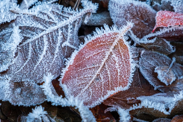 Frosty leaves with shiny ice frost in snowy forest park fallen leaves covered hoarfrost and in snow