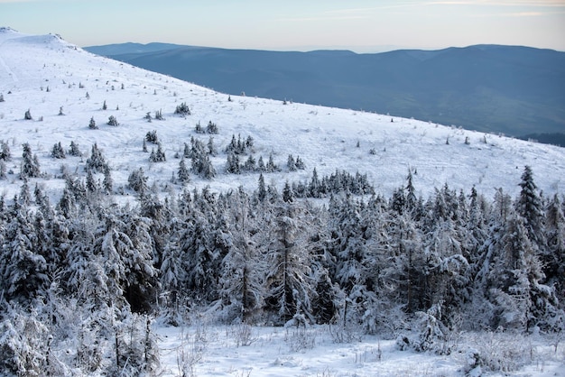 森の中の凍るような朝。あなたの装飾のための空きスペースと雪と霜の冬の背景。