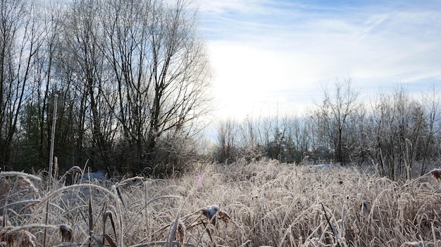 나무 배경에 얼어붙은 풀이 있는 서리가 내린 아침.