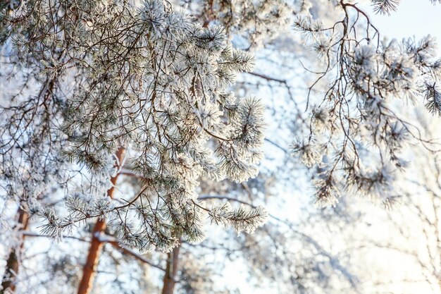 Frosty pine tree branch in snowy forest cold weather in sunny morning