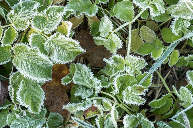 Frosty plants leaves with shiny ice frost in snowy forest park leaves covered hoarfrost and in snow