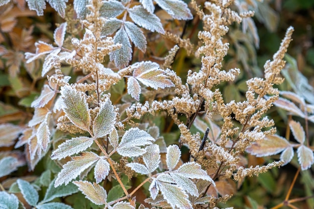 Frosty plants leaves with shiny ice frost in snowy forest park leaves covered hoarfrost and in snow