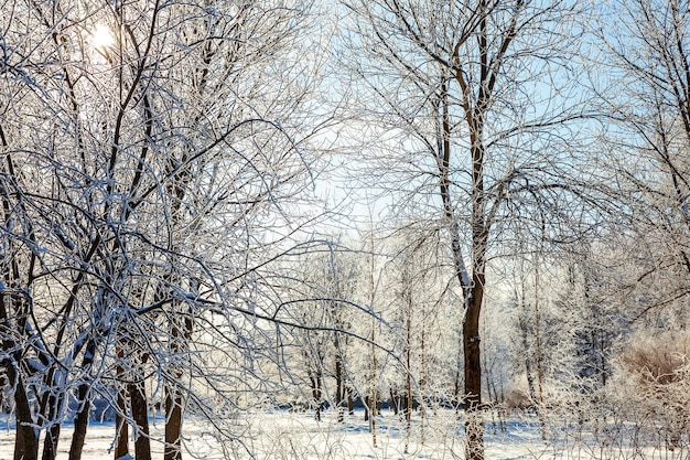Морозные деревья в заснеженном лесу, холодная погода солнечным утром, спокойная зимняя природа в солнечном свете, вдохновляющий природный зимний сад или парк, мирная прохладная экология, природный пейзаж, фон