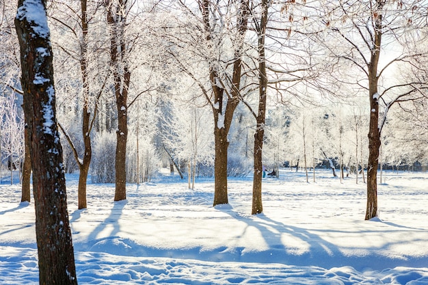 Frosty trees in snowy forest. Cold weather in sunny morning