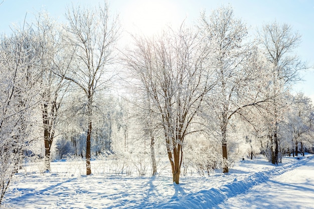 Frosty trees in snowy forest. Cold weather in sunny morning