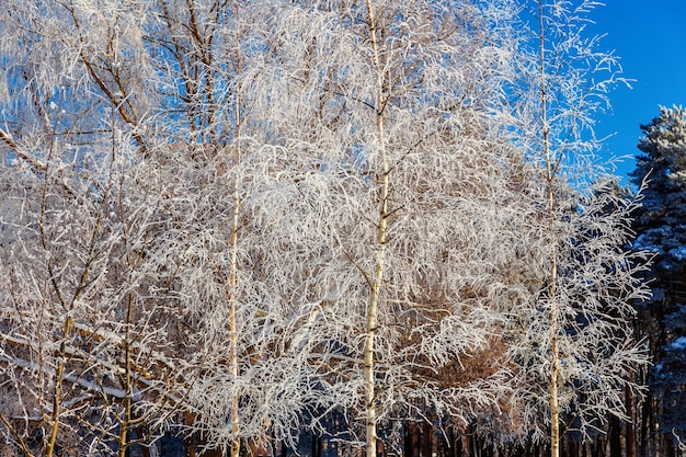 晴れた朝の雪に覆われた森の寒い天気の凍るような木