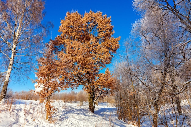 Frosty trees in snowy forest cold weather in sunny morning