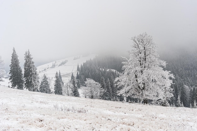 Frosty winter day in the mountains