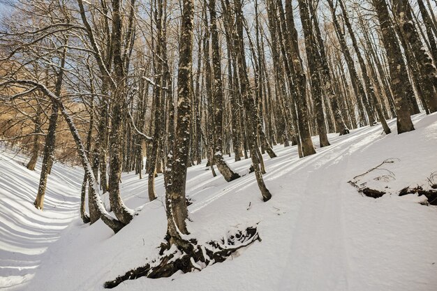 Paesaggio invernale gelido nel bosco innevato in montagna