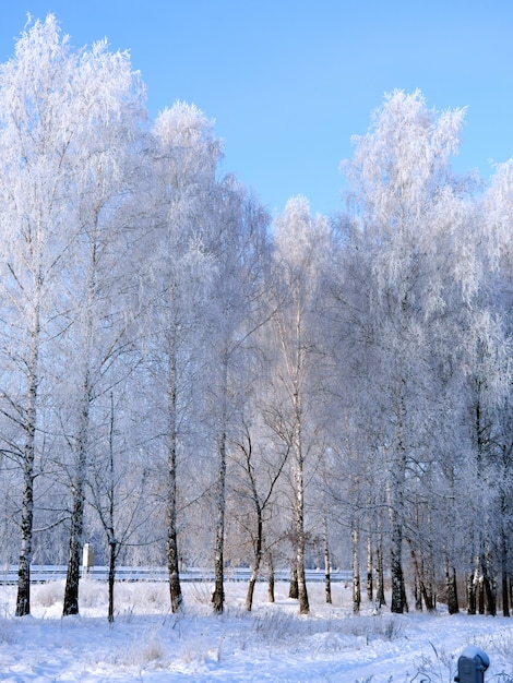 Frosty winter morning. Beautiful snowy birch trees landscape