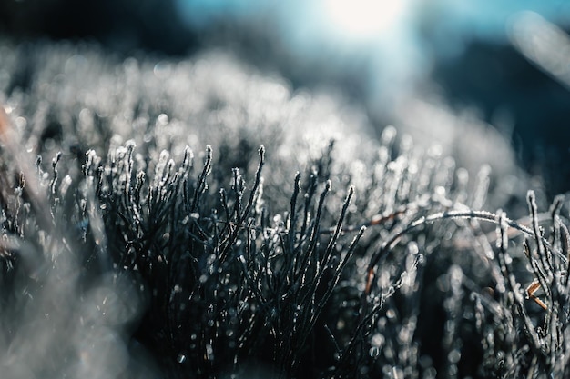 Frosty winter morning macro Cold weather background concept Frozen grass on the fields Winter frozen landscape