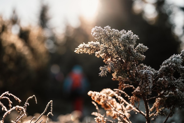 Frosty winter morning macro Cold weather background concept Frozen plants on the fields with copy space Winter frozen landscape