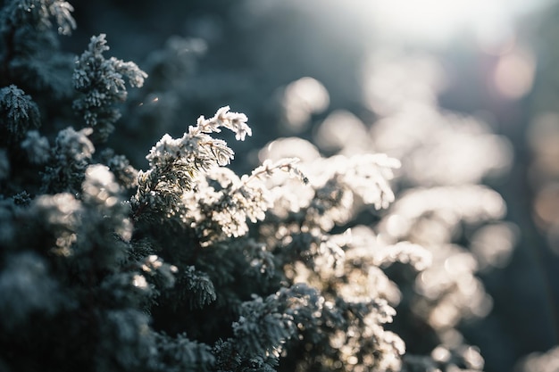 Frosty winter morning macro Cold weather background concept Frozen plants on the fields with copy space Winter frozen landscape