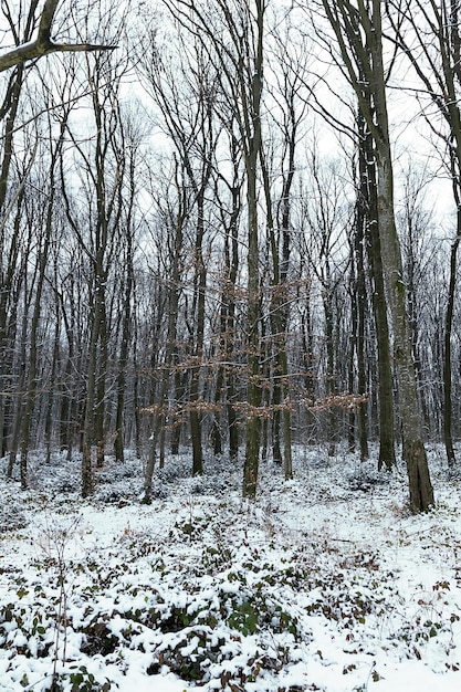 Frosty winterlandschap in besneeuwde bos. Winterbos