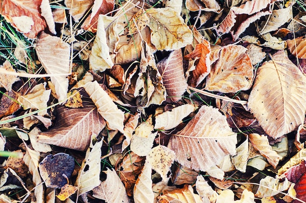 Frozen autumn leaves natural vintage winter background macro image
