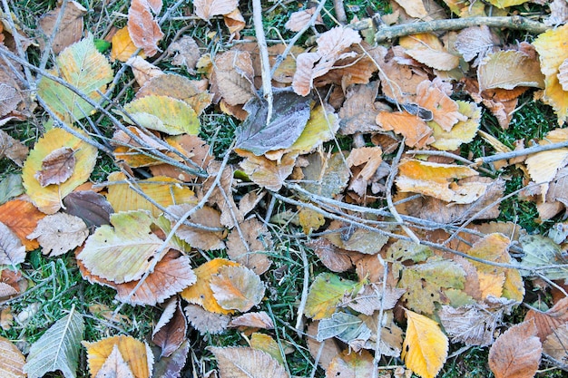 Frozen autumn leaves