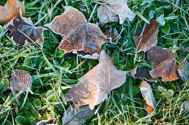 Frozen autumn maple leafs. Hoar-frost. Top view, copy space.