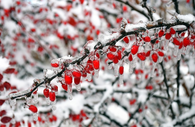 Frozen barberry berries hanging on a branch in snow and ice