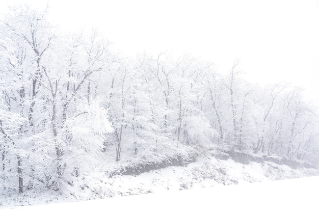 Frozen bare trees covered with frost, winter scene