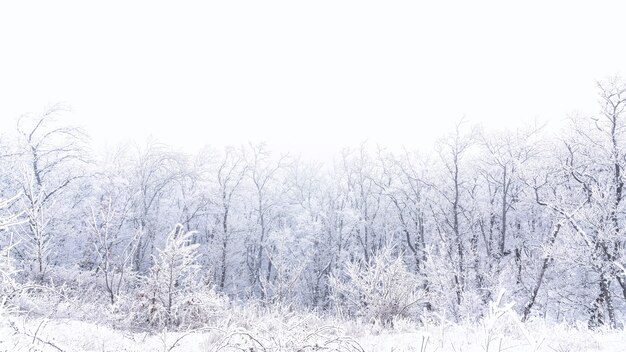 Frozen bare trees covered with frost, winter scene