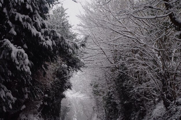 Photo frozen bare trees in forest during winter