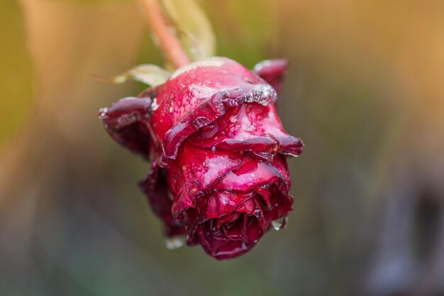 Frozen beautiful flower Bright rose in icy Red rose and frozen leafs