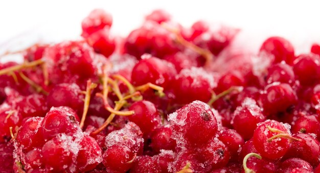 Photo frozen berries red currant macro