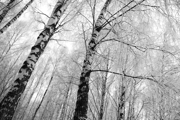 Frozen birch tree branches black and white