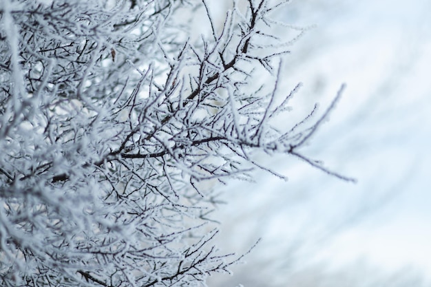 雪に覆われた凍った枝