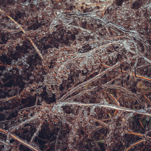 Frozen branches of shrubs without leaves in winter.