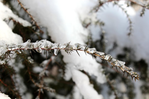 Frozen branches in winter closeup Macro photo