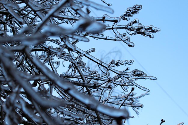 Frozen branches in winter closeup Macro photo