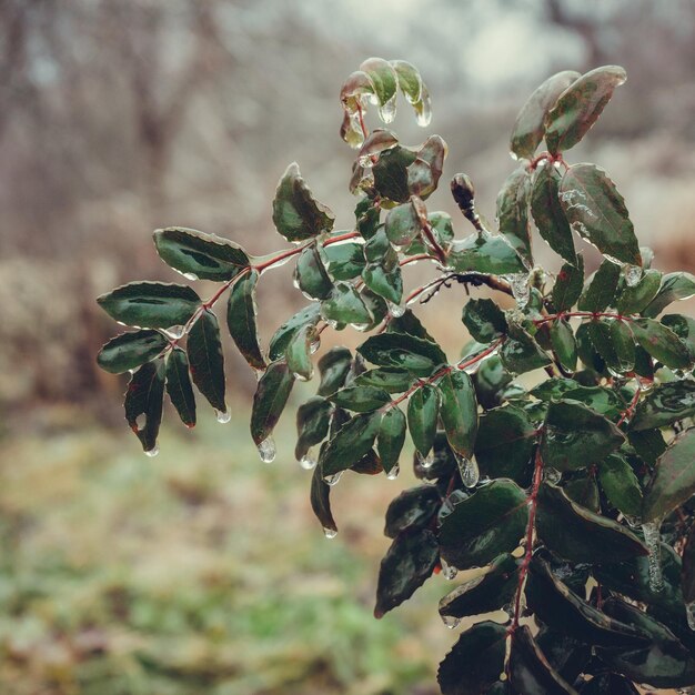 Rami di cespuglio congelati con foglie sempreverdi in inverno.