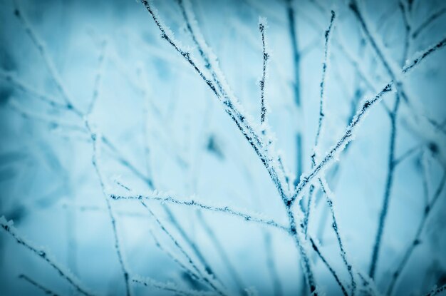 Frozen bush