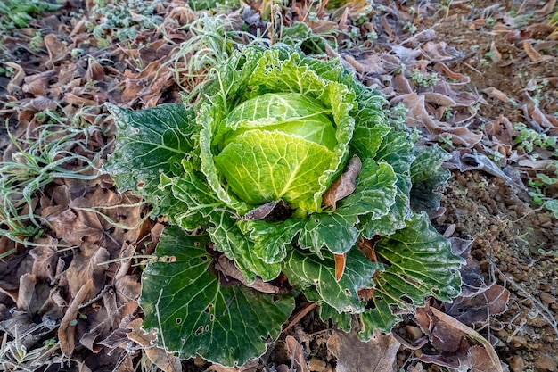 Frozen cabbage in the courtyard