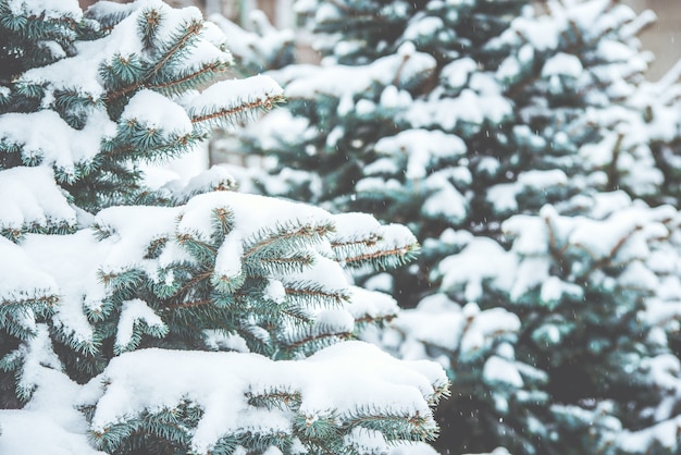 Frozen coniferous branches in white winter