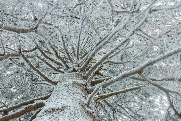 Frozen coniferous tree with white ice all over bark and branches from below