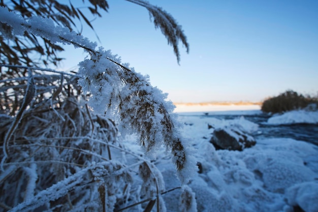 Frozen covered with snow and frost reed on river bank